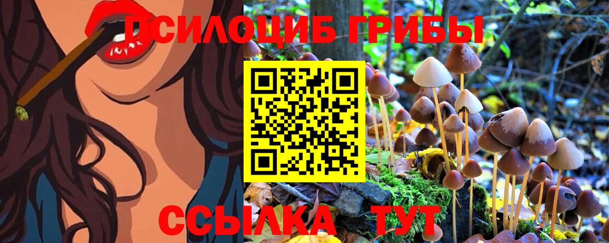 Петропавловск-Камчатский  Псилоцибиновые грибы Psilocybine cubensis  Вход с VPN 
